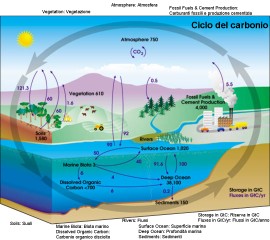 il ciclo del carbonio