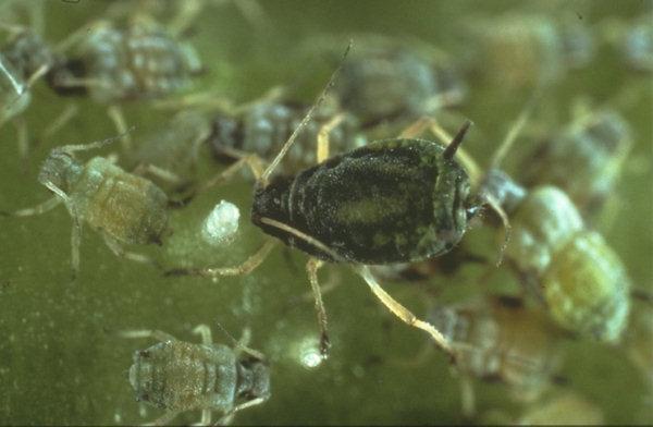 typical cereal aphid