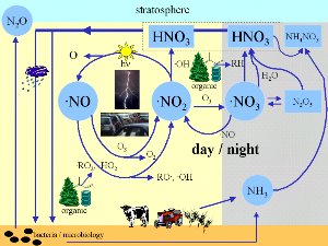 nitrogen oxide cycle