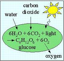 photosynthesis - chlorophyll