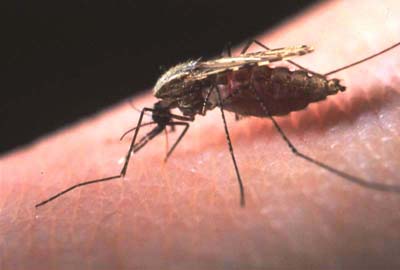 Malariaerreger