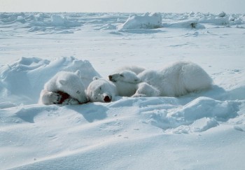 dünnere Polarbären