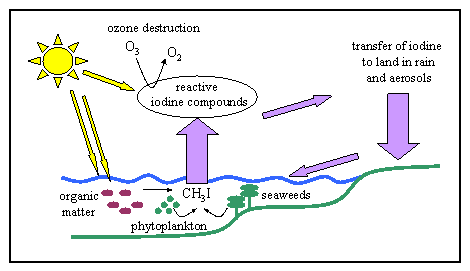 marine iodine cycle