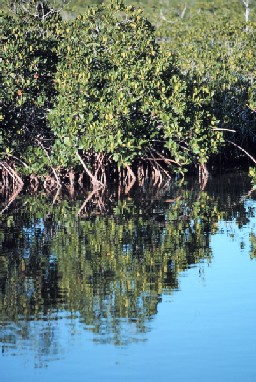 ecosystems in mangrove swamps