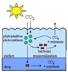 process of remineralisation