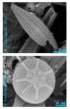 Diatom, Phytoplankton mit Silikatschale