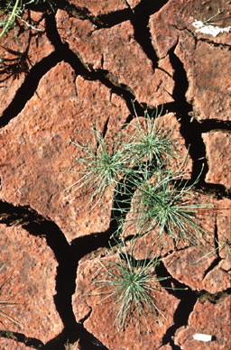 dry ground in Africa