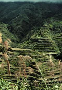 Reisanbau auf den Philippinen