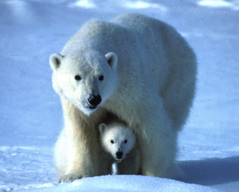 baby polar bear and its mum
