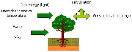 energy exchange between vegetation and the atmosphere