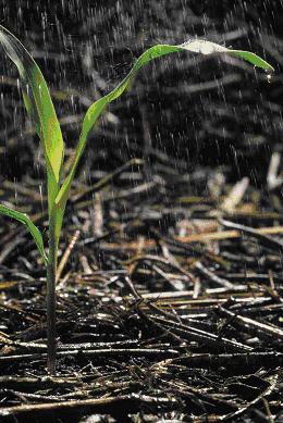 maize in the rain