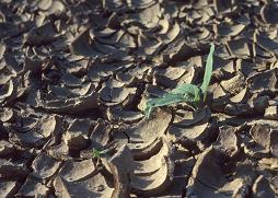 soil under drought conditions
