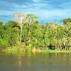 Amazonian rainforest (Brazil)