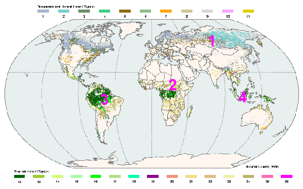 Global forest map
