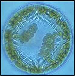 Phytoplankton Kieselalge, Stephanodiscus