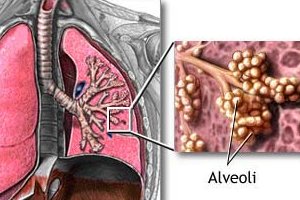 alveoli in our lungs