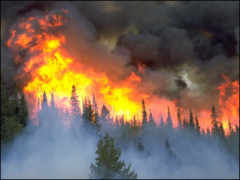 Gase und Partikel aus Waldbränden