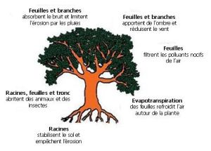 l'arbre et son environnement