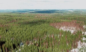Wald in Hyytiälä