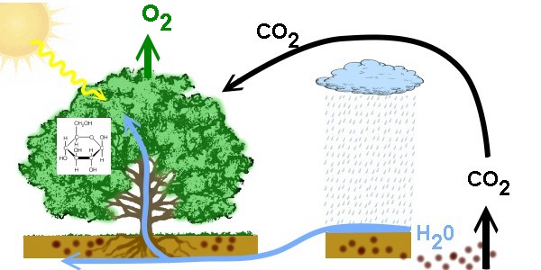 biomass formation