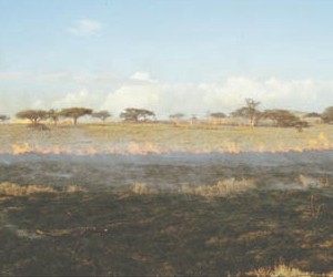 Savannenfeuer in Zentralkenia