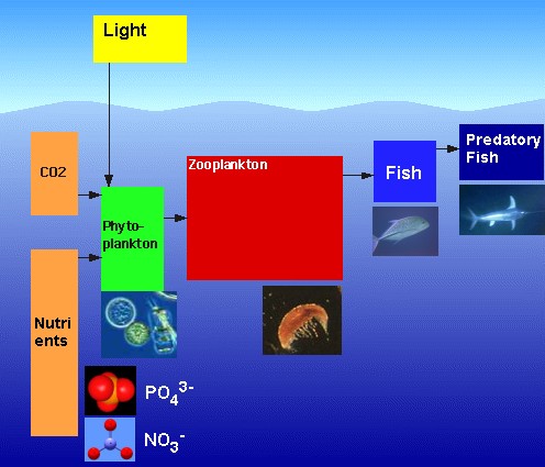 marine food-web