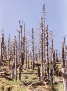 Waldschäden im Erzgebirge