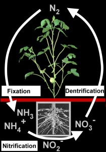 nitrogen fixation - denitrification