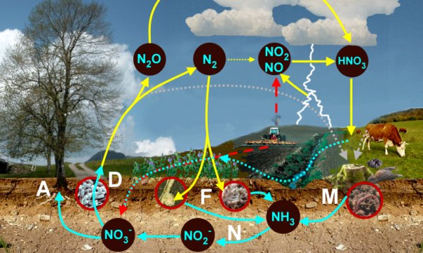 Der Stickstoffkreislauf
