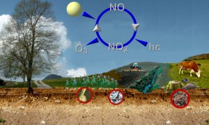 Ozon und Stickstoffkreislauf