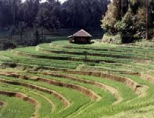 Rice paddy field Bali Indonesia