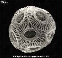 Phytoplankton Emiliana Huxleyi